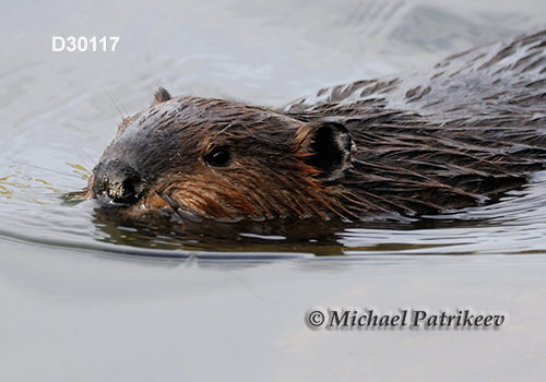 North American Beaver (Castor canadensis)